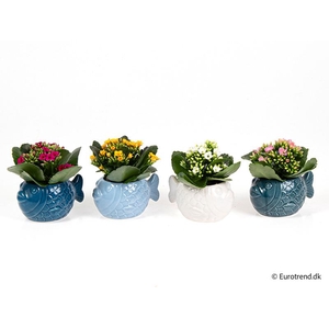 KALANCHOE BLOSSF p6 E 4608