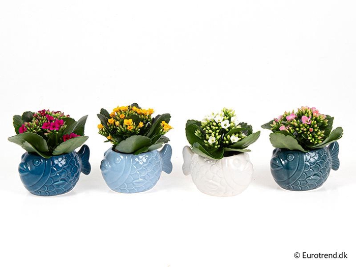 <h4>KALANCHOE BLOSSF p6 E 4608</h4>