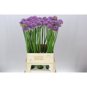 Allium Gladiator Exx