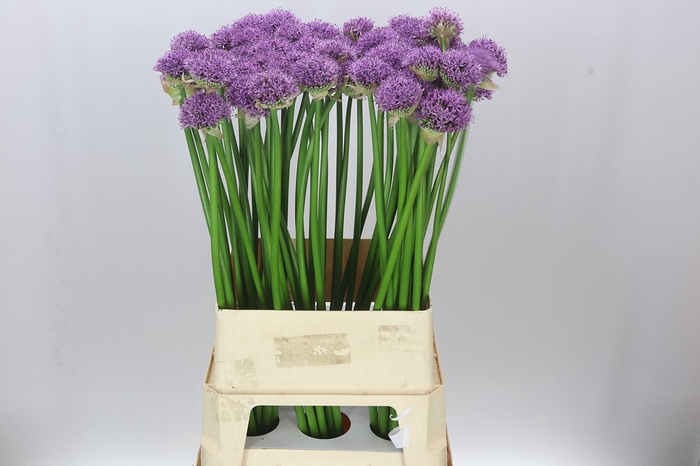 <h4>Allium Gladiator Exx</h4>