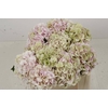 Hydrangea verena classic
