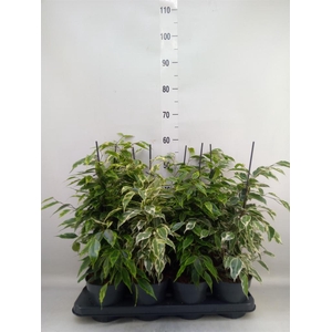 Ficus benja.   ...mix