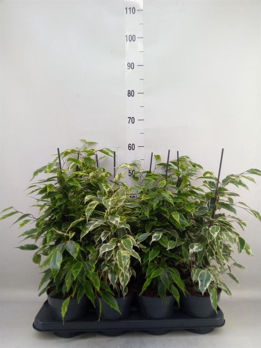 <h4>Ficus benja.   ...mix</h4>