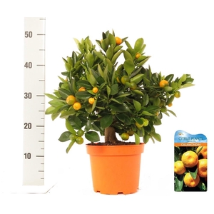 Citrus Calamondin bush/stem top
