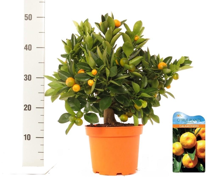 <h4>Citrus Calamondin bush/stem top</h4>