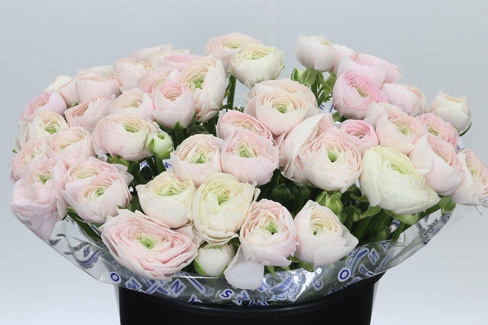 <h4>Ranunculus Clooney Hanoi Super</h4>