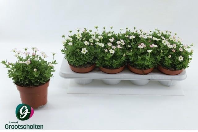 Saxif Alp Early Pico