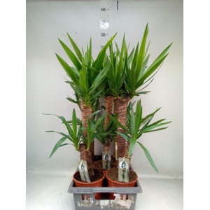 Yucca   ...