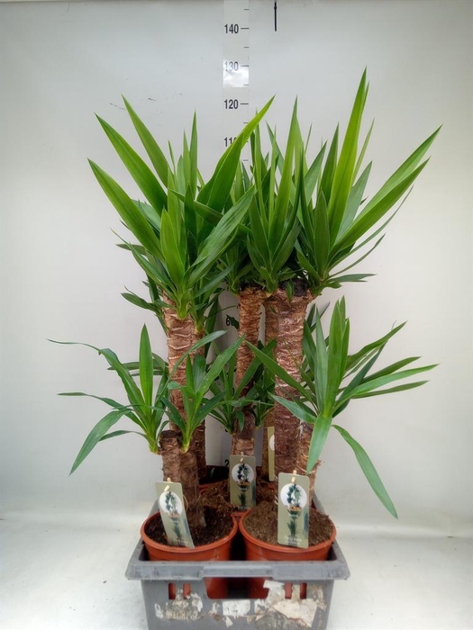 <h4>Yucca   ...</h4>