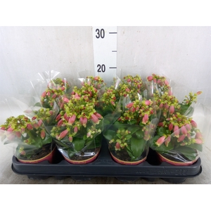 Kalanchoe HG 'Dream Bells'