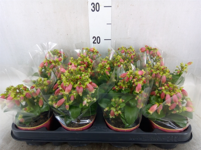 <h4>Kalanchoe HG 'Dream Bells'</h4>