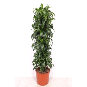 Dracaena Dorado
