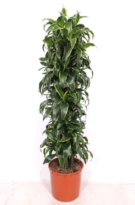 <h4>Dracaena Dorado</h4>