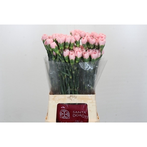 Dianthus St Pink Cute