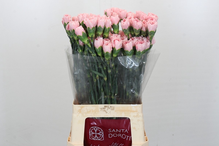 <h4>Dianthus St Pink Cute</h4>