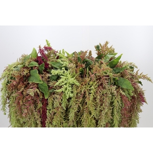 Amaranthus caudatus 'Magic Spider'