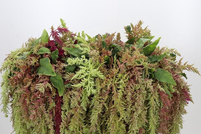 <h4>Amaranthus caudatus 'Magic Spider'</h4>