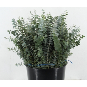 EUC BABY BLUE 200GR SHORT