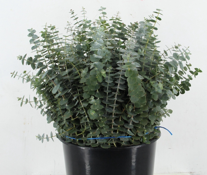 <h4>EUC BABY BLUE 200GR SHORT</h4>