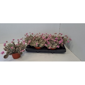 KALANCHOE PUMILA