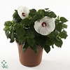 HIBISCUS M LU WHITE