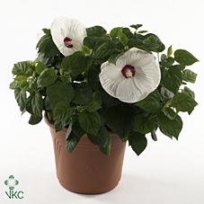 HIBISCUS M LU WHITE
