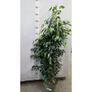 Ficus benja. 'Danielle'