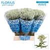 Veron Smart Wave Spray