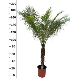 PHOENIX ROEBELENII