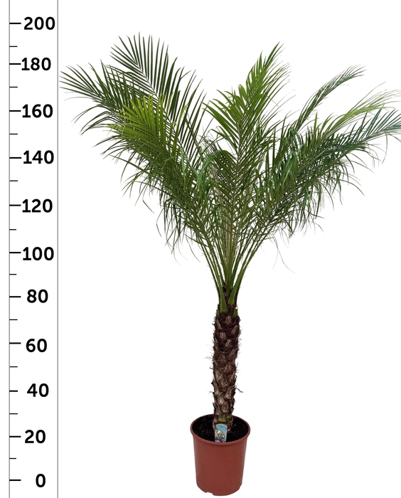 <h4>PHOENIX ROEBELENII</h4>