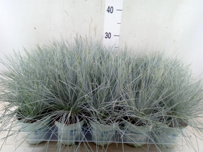 <h4>Festuca glauca 'Compacta Blue'</h4>