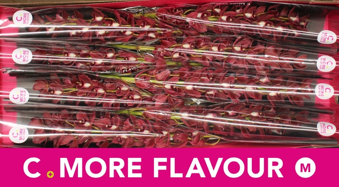 <h4>Mini cymbidium 'Benjamin' 70 cm</h4>