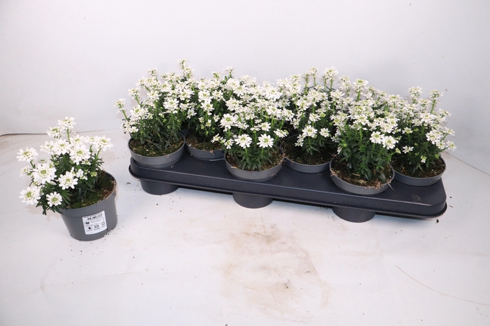 <h4>IBER SEMPERVIRENS</h4>