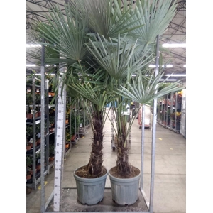 Trachycarpus fortunei