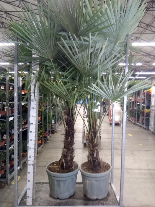 <h4>Trachycarpus fortunei</h4>