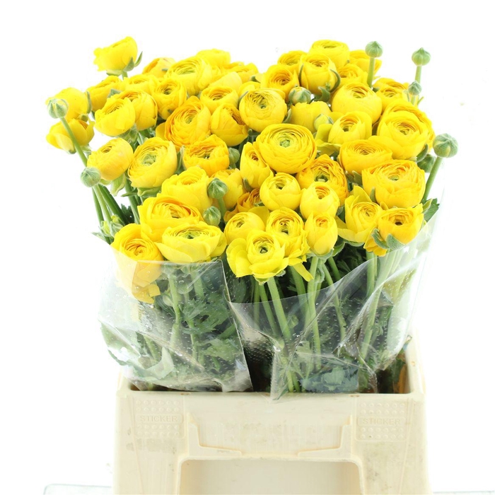 <h4>Ran El Yellow Extra</h4>