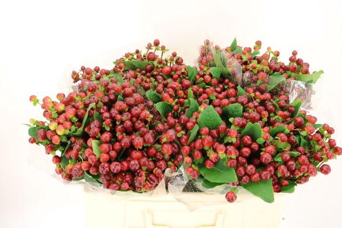 <h4>HYP MAG CHERRY</h4>