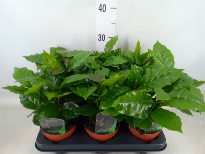 <h4>Coffea arabica</h4>