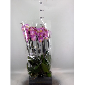 Phalaenopsis  'Ant Split'