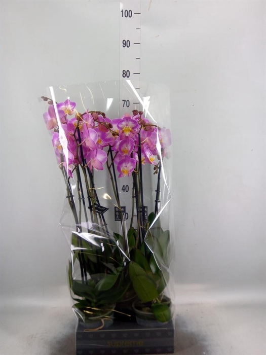 <h4>Phalaenopsis  'Ant Split'</h4>