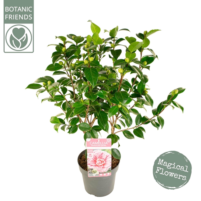 <h4>Camellia jap. 'Bonomiana'</h4>
