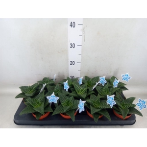 xGasteraloe  'Tiki Zilla'