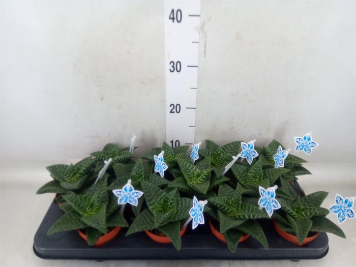 <h4>xGasteraloe  'Tiki Zilla'</h4>