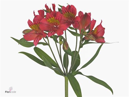 <h4>Alstr Amposta Hot Pink</h4>