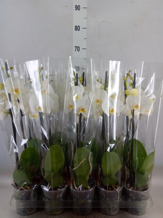 <h4>Phalaenopsis   ...</h4>