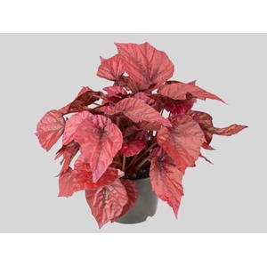BEGONIA BELEAF INCA FLAME P15 PO