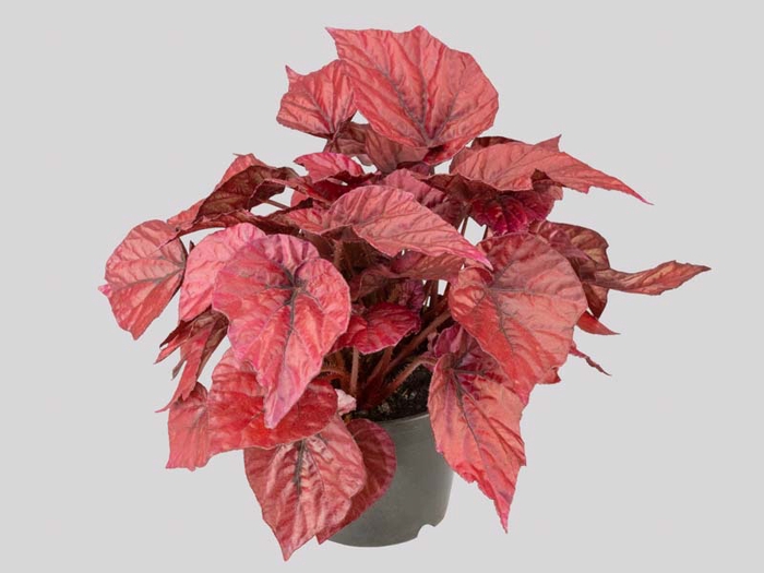 <h4>BEGONIA BELEAF INCA FLAME P15 PO</h4>