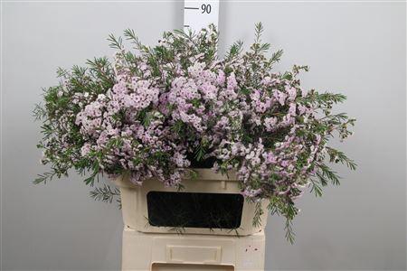 <h4>Chame Un Danc Queen</h4>