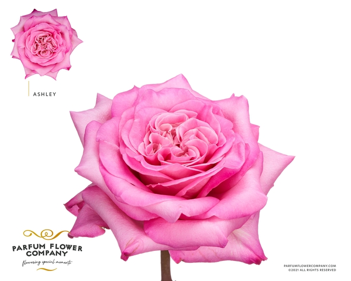 Rosa Garden Ashley