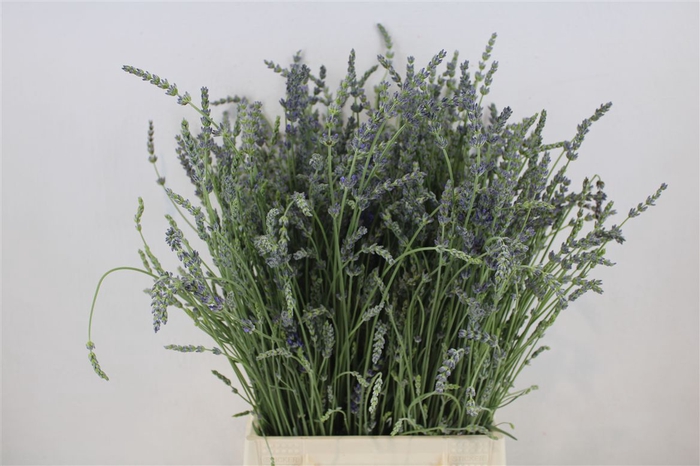 <h4>Lavendel Fresh P Bunch</h4>